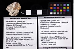 Foto (Objket + Etiketten) von Culmenformosa glaessneri (Robins, Feldmann & Schweitzer, 2013) 